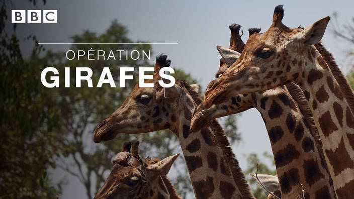 Opération girafes